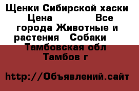 Щенки Сибирской хаски › Цена ­ 18 000 - Все города Животные и растения » Собаки   . Тамбовская обл.,Тамбов г.